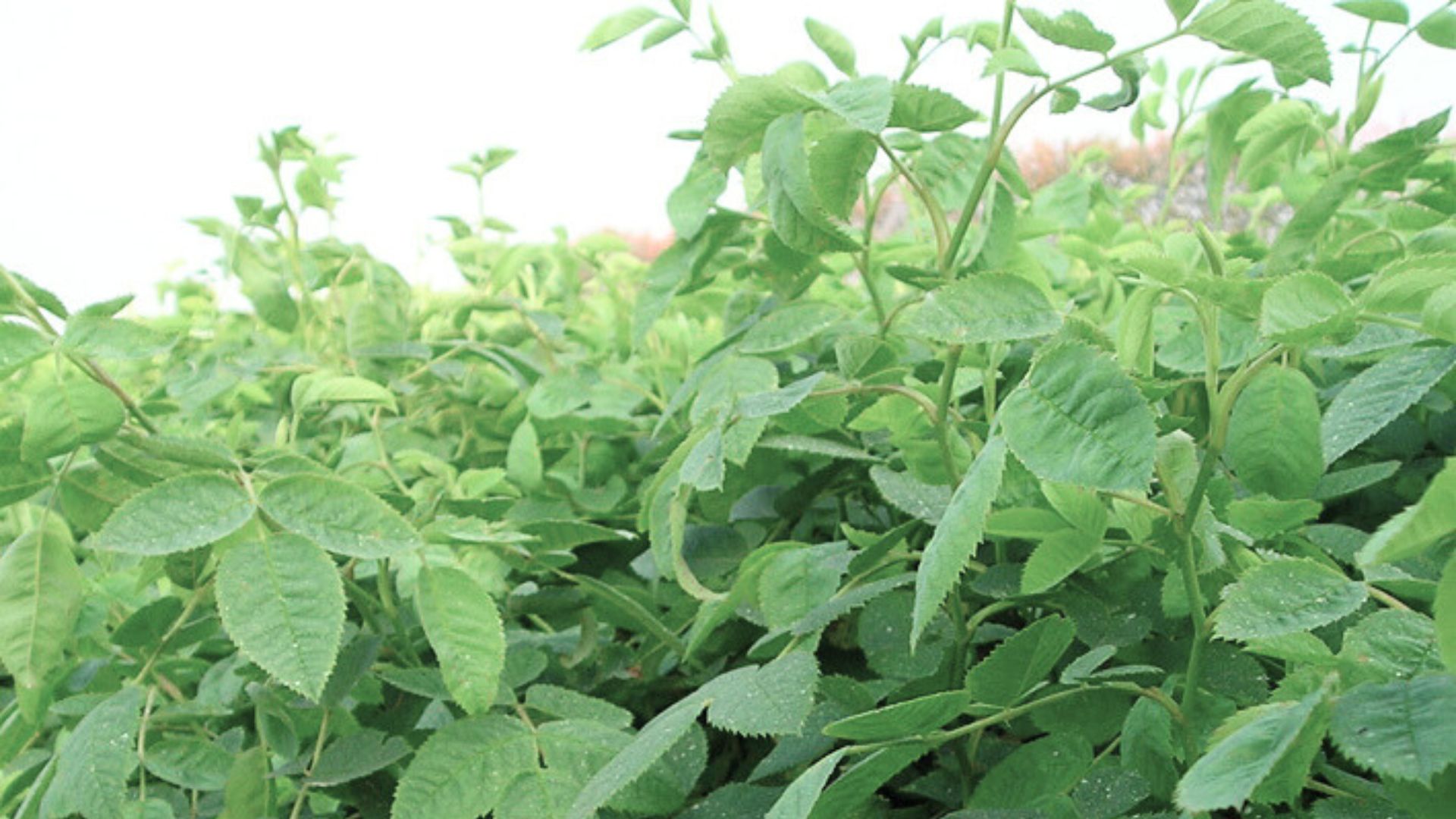 904-Billeder i mails og artikler (1920 × 1080px) (16).jpg