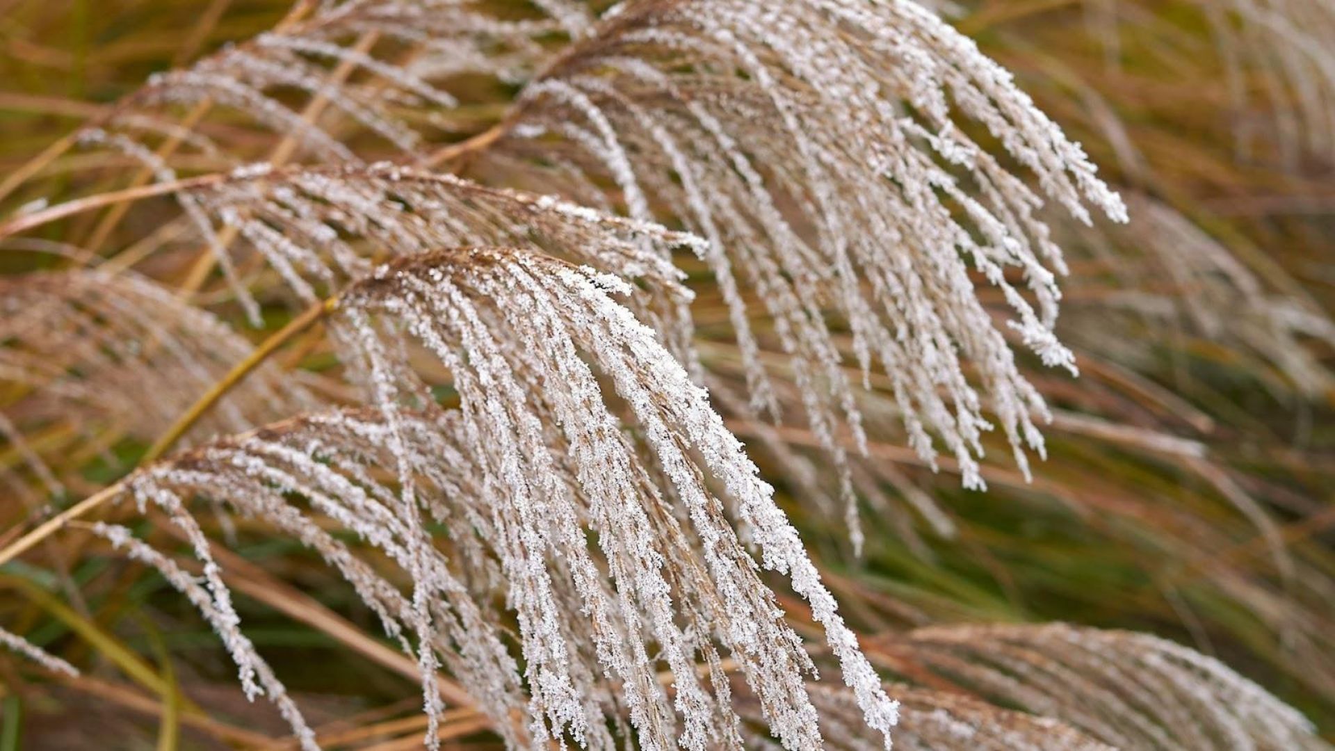 907-Billeder i mails og artikler (1920 × 1080px) (42).jpg