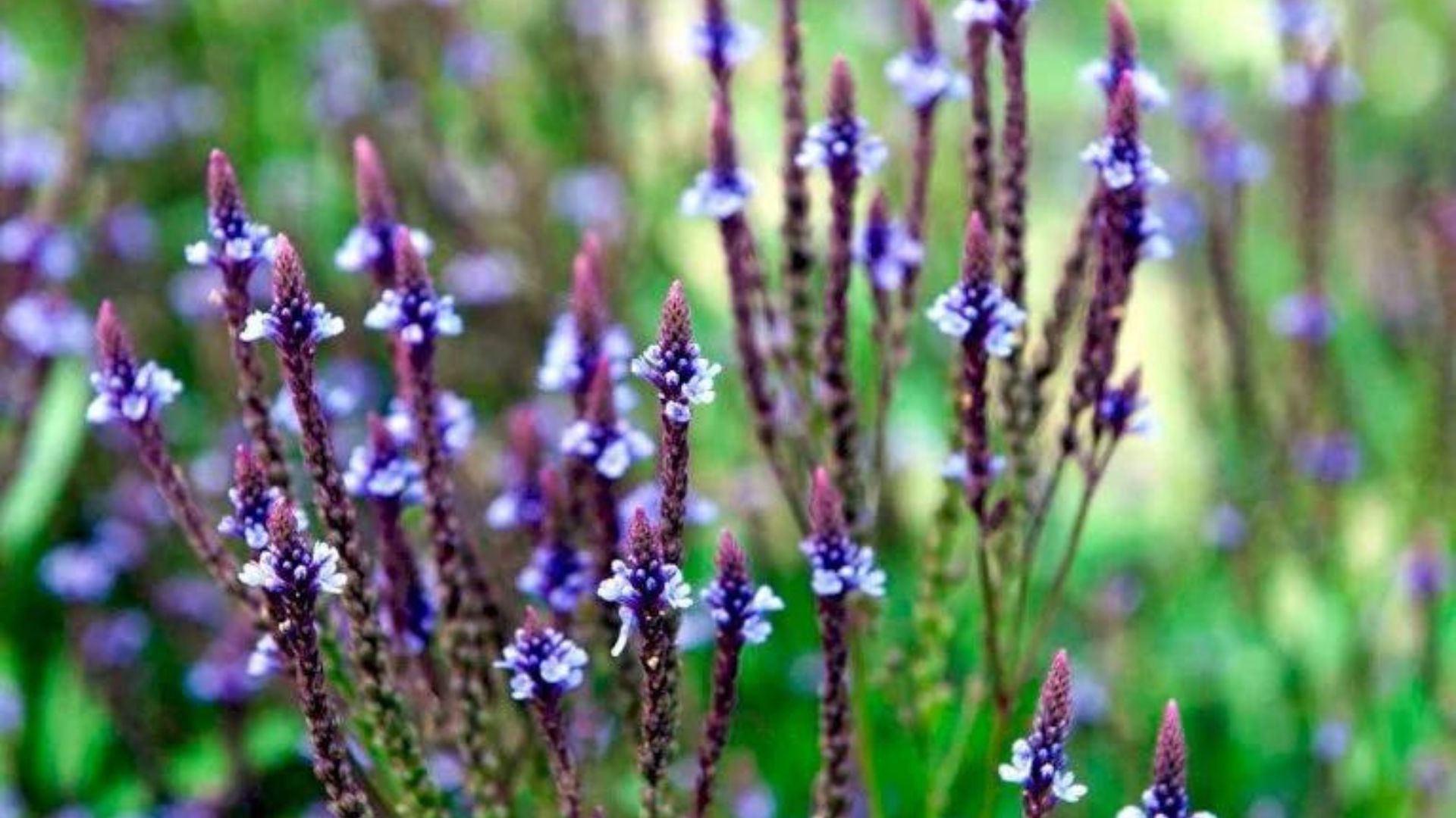 908-Billeder i mails og artikler (1920 × 1080px) (79).jpg