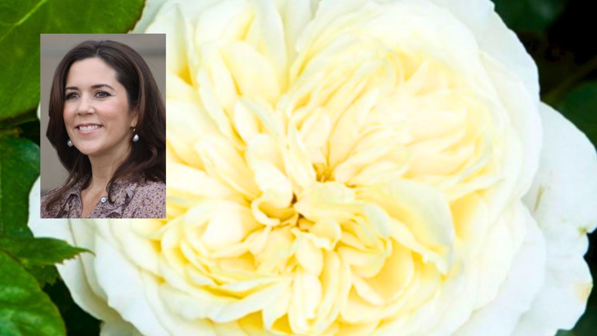 91-Billeder i mails og artikler (1920 × 1080px) (16).jpg