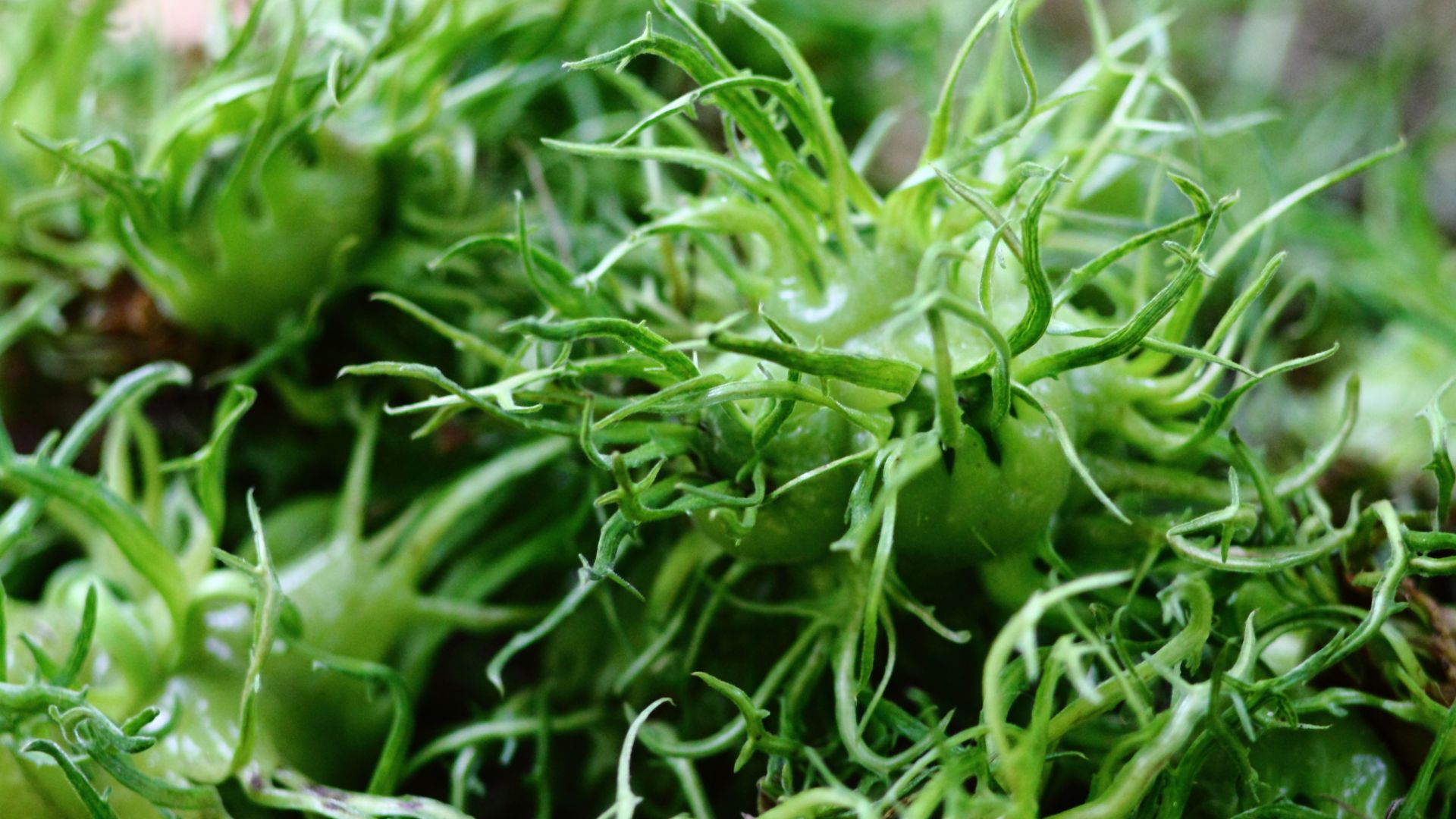 91-Billeder i mails og artikler (1920 × 1080px) - 2024-01-25T111043.688.jpg