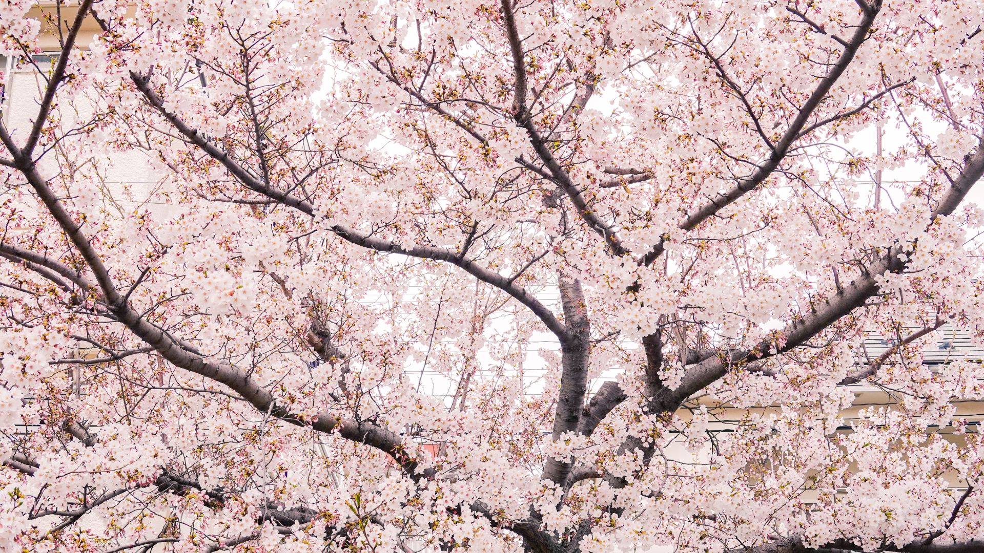 915-Billeder i mails og artikler (1920 × 1080px) (2).jpg