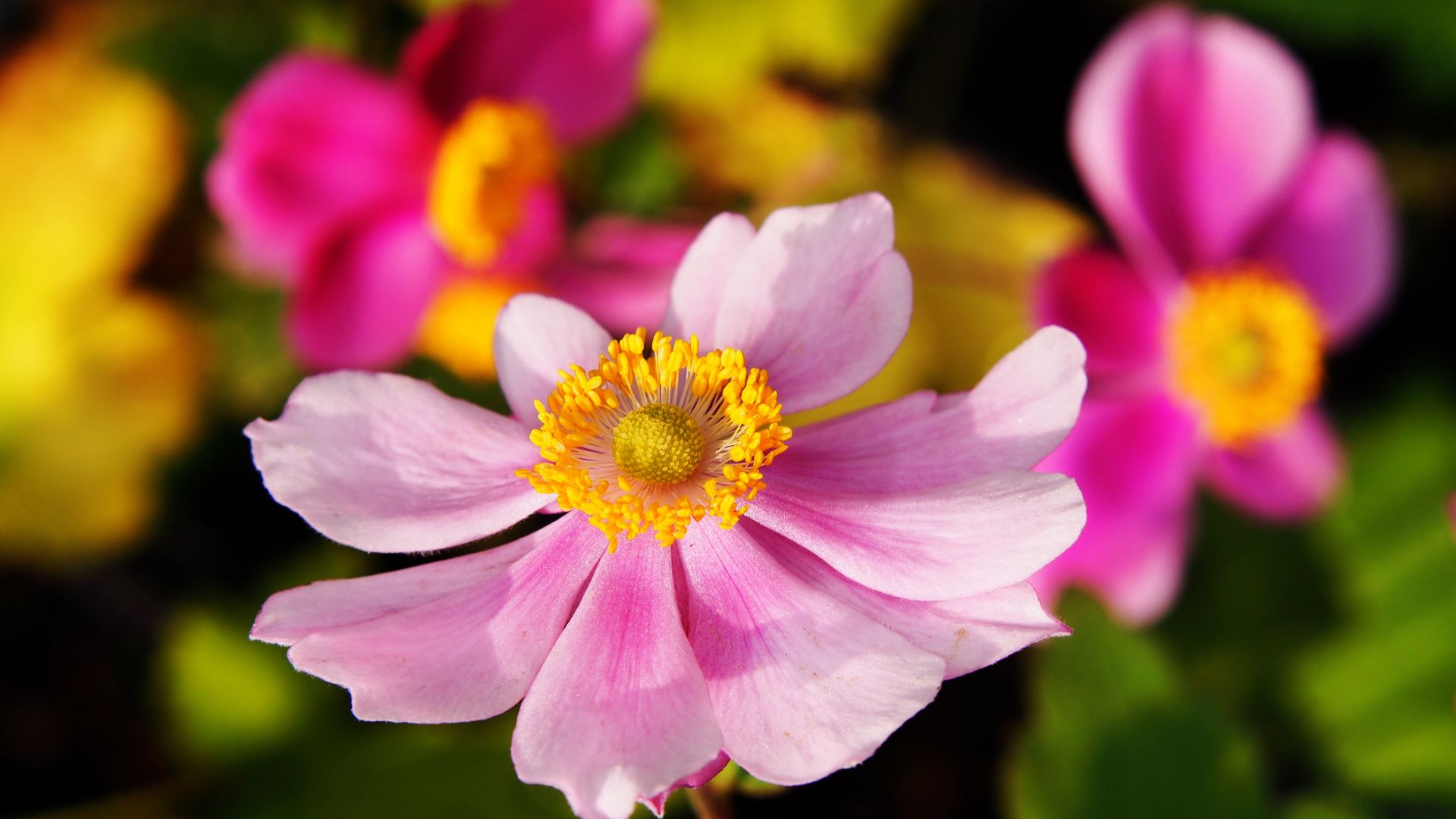 919-Billeder i mails og artikler (1920 × 1080px) (74).jpg