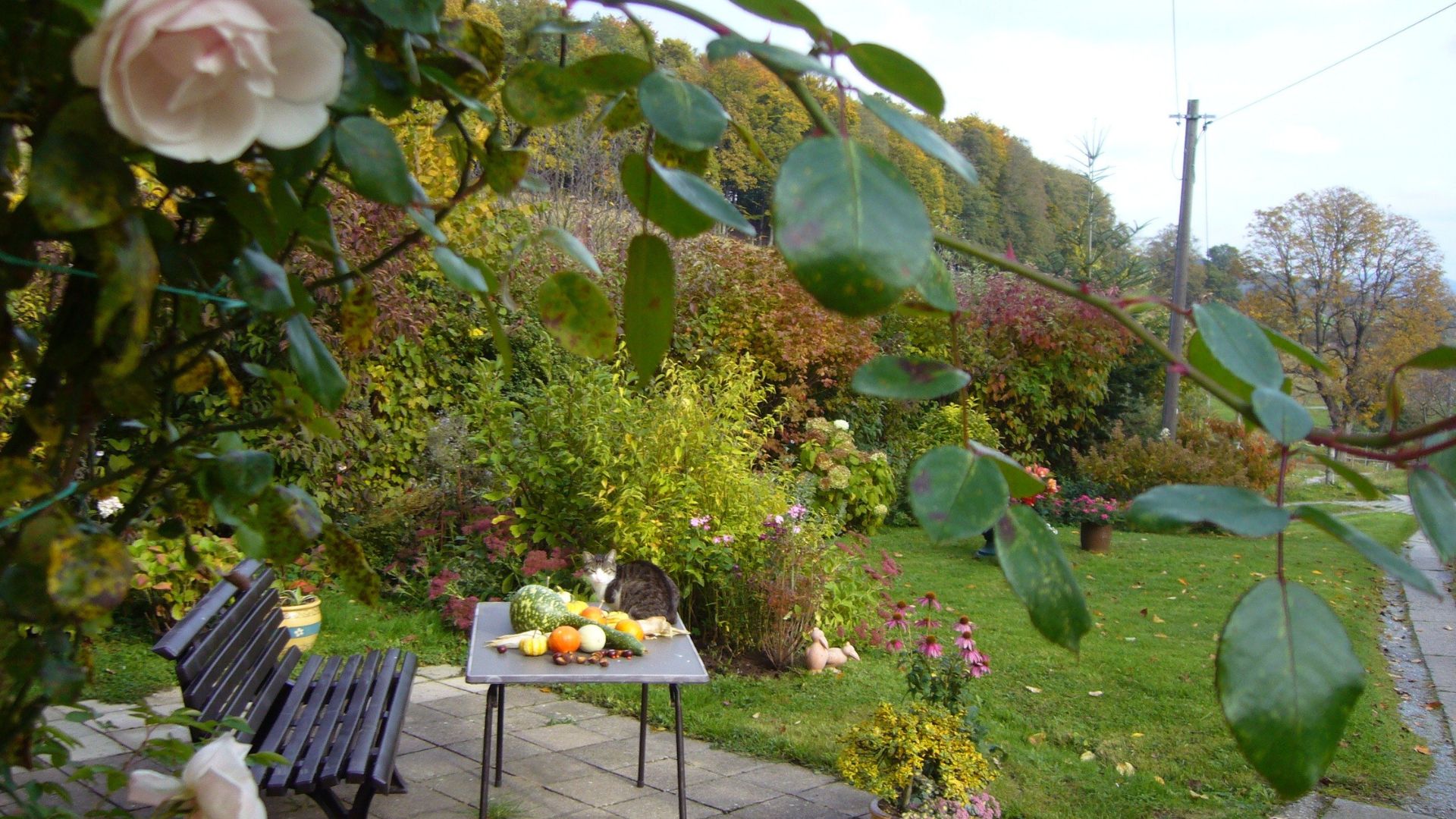 919-Billeder i mails og artikler (1920 × 1080px) (9).jpg