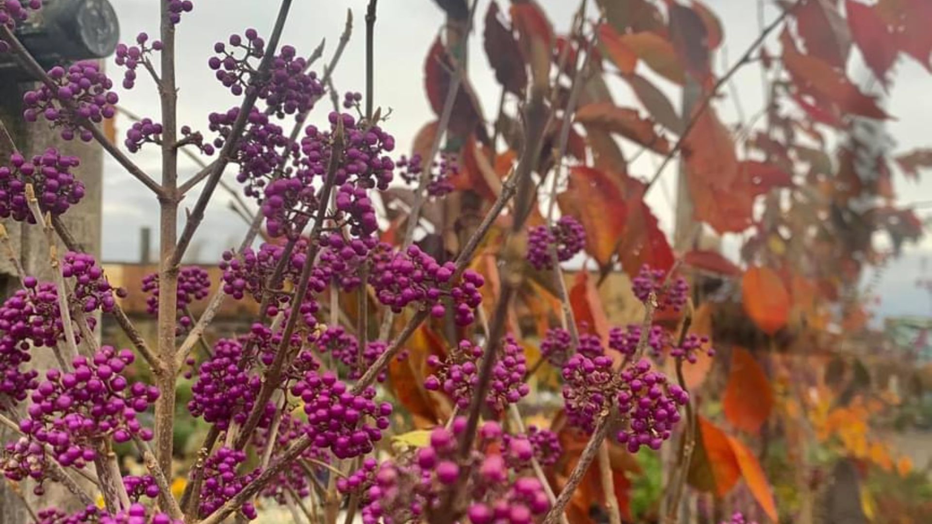 92-Billeder i mails og artikler (1920 × 1080px) - 2023-10-31T141059.594.jpg