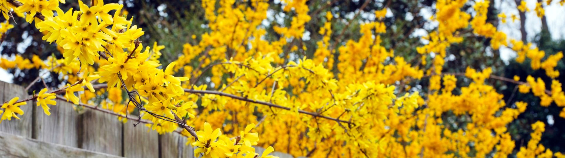 92-til lister (1920 × 540px) (17).jpg