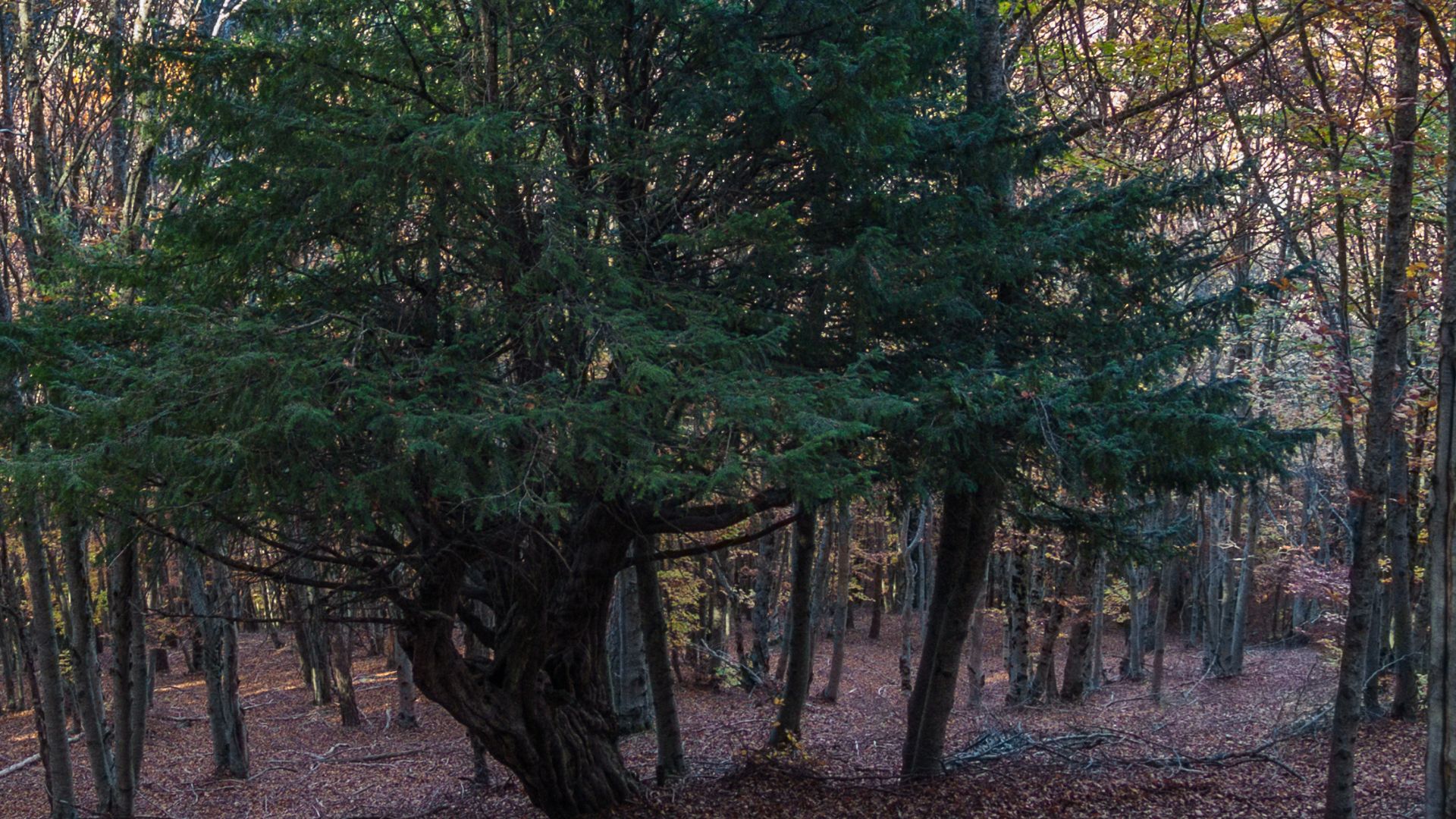 920-Billeder i mails og artikler (1920 × 1080px) - 2024-01-04T131120.170.jpg