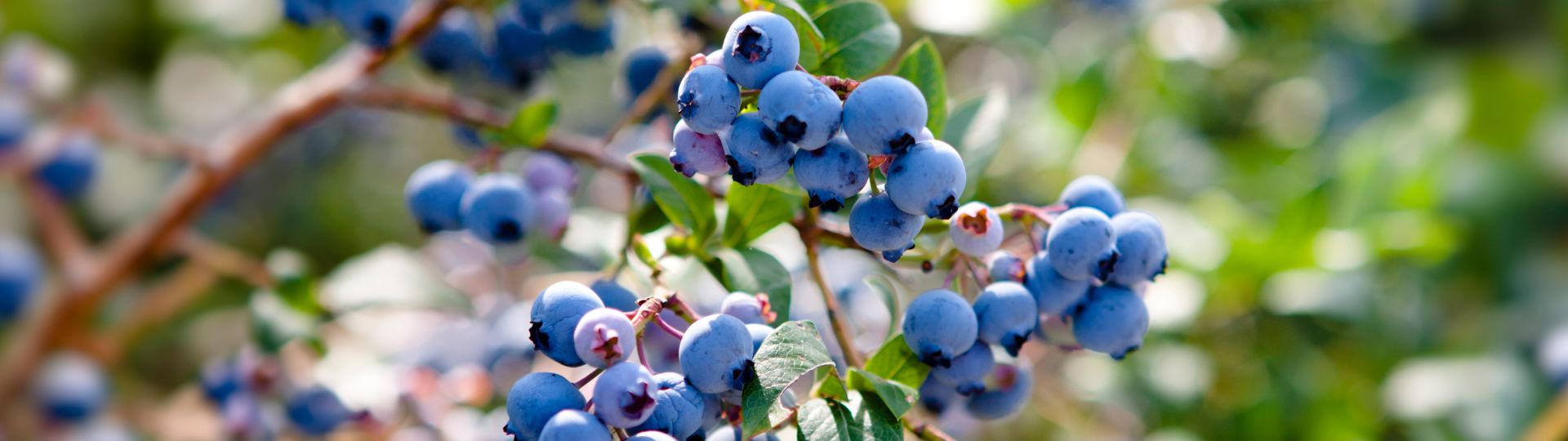 920-til lister (1920 × 540px) (67).jpg