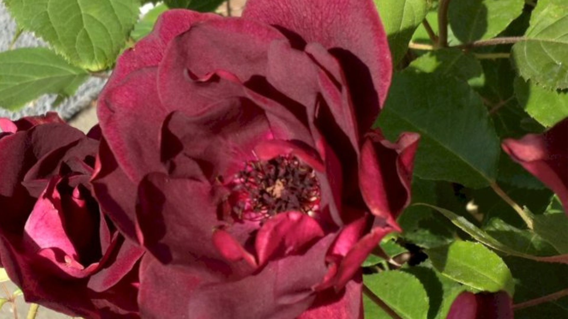 921-Billeder i mails og artikler (1920 × 1080px) - 2023-07-26T115858.468.jpg