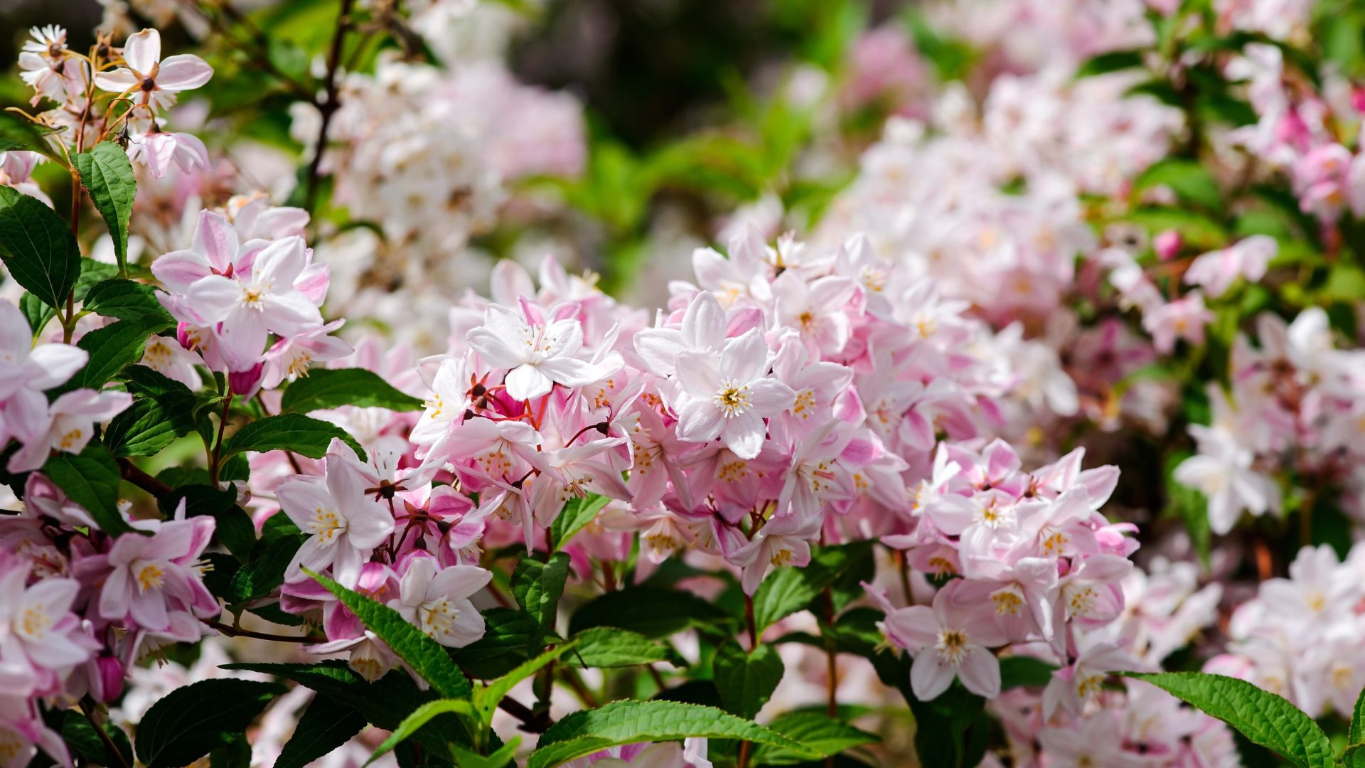 925-Billeder i mails og artikler (1920 × 1080px) - 2024-01-18T100323.790.jpg