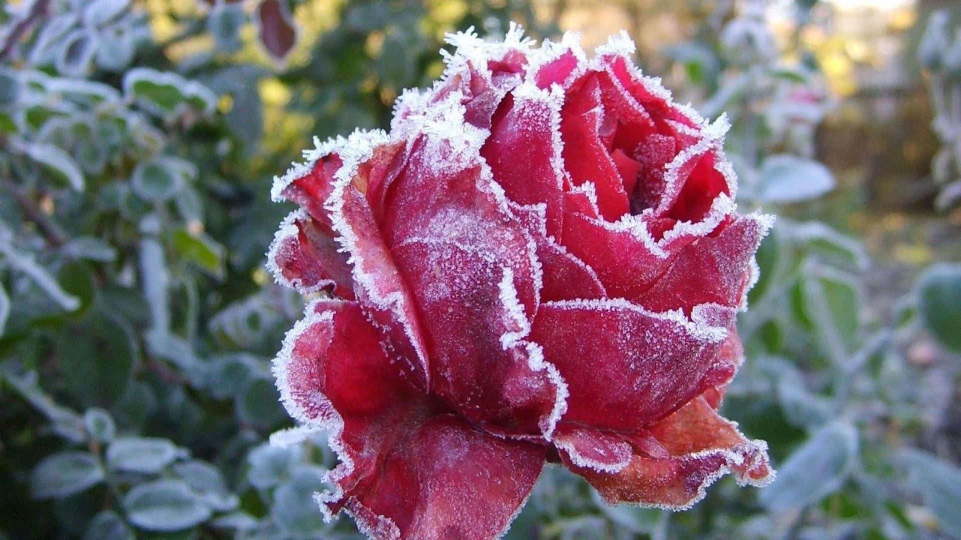 928-Billeder i mails og artikler (1920 × 1080px) - 2023-12-11T154455.982.jpg