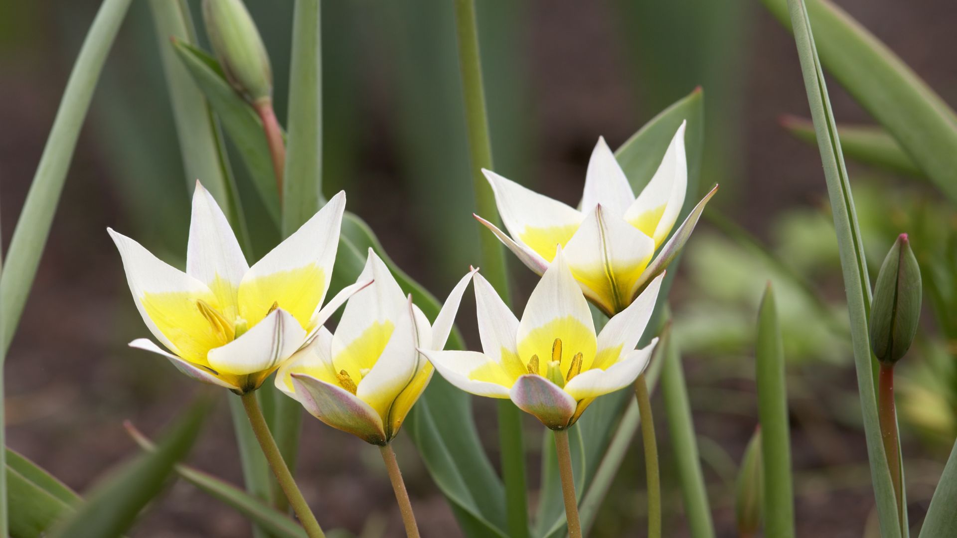 931-Billeder i mails og artikler (1920 × 1080px) (29).jpg