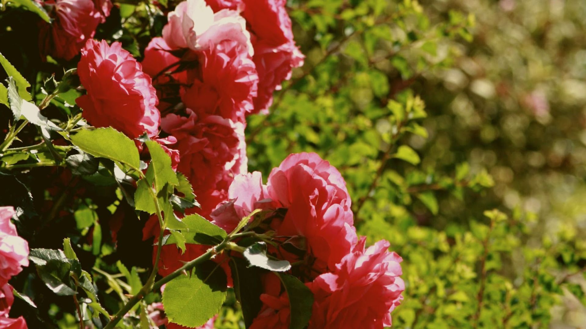 944-Billeder i mails og artikler (1920 × 1080px) - 2024-03-05T140857.958.jpg