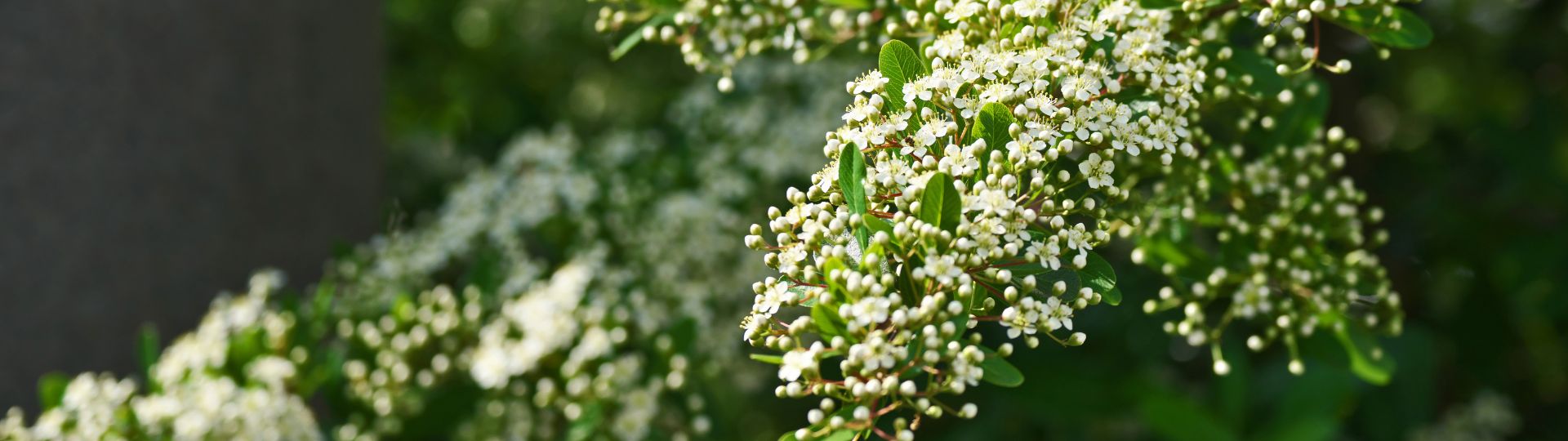 944-til lister (1920 × 540px) (3).jpg