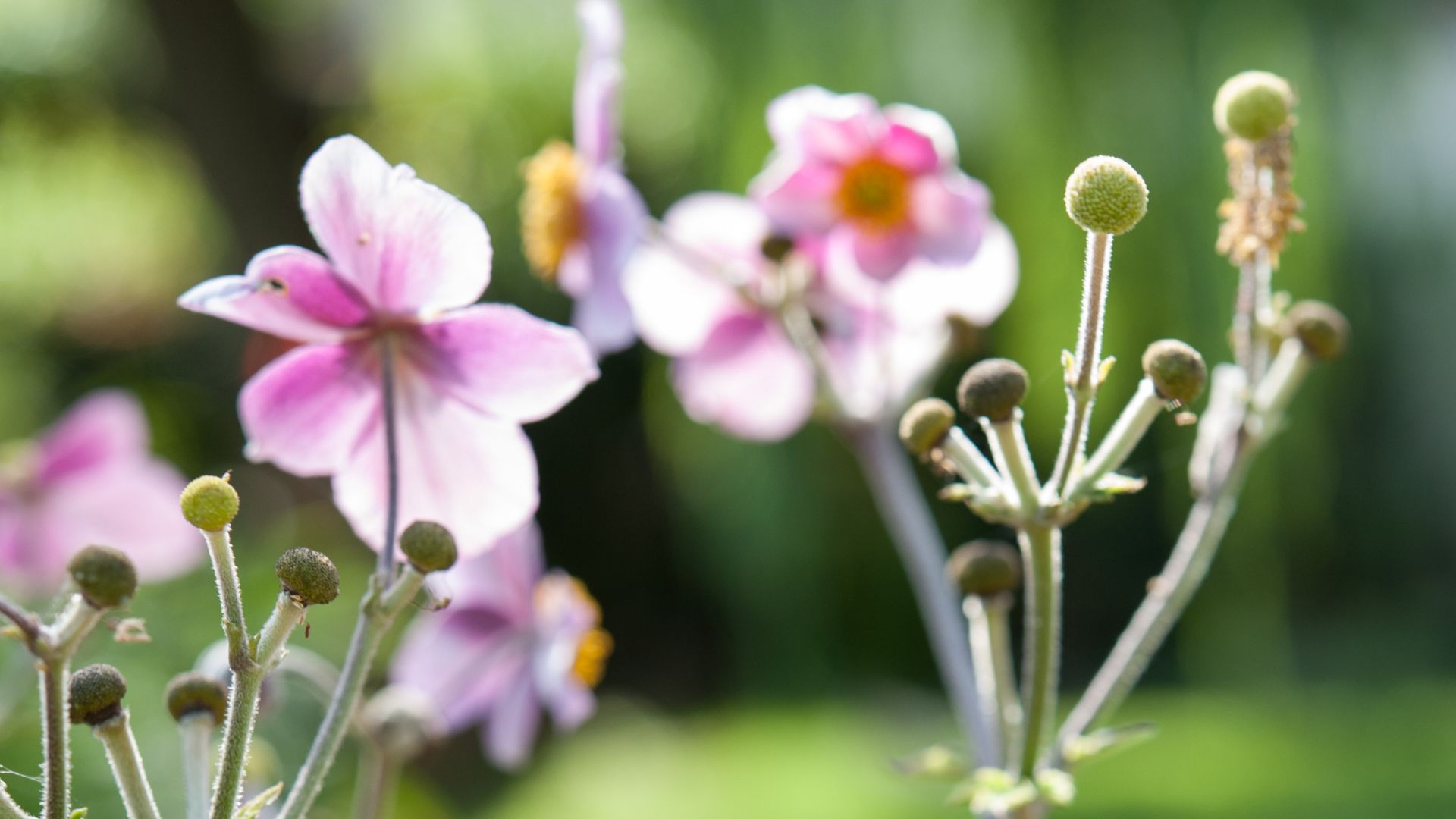 945-Billeder i mails og artikler (1920 × 1080px) - 2023-07-10T132835.651.jpg