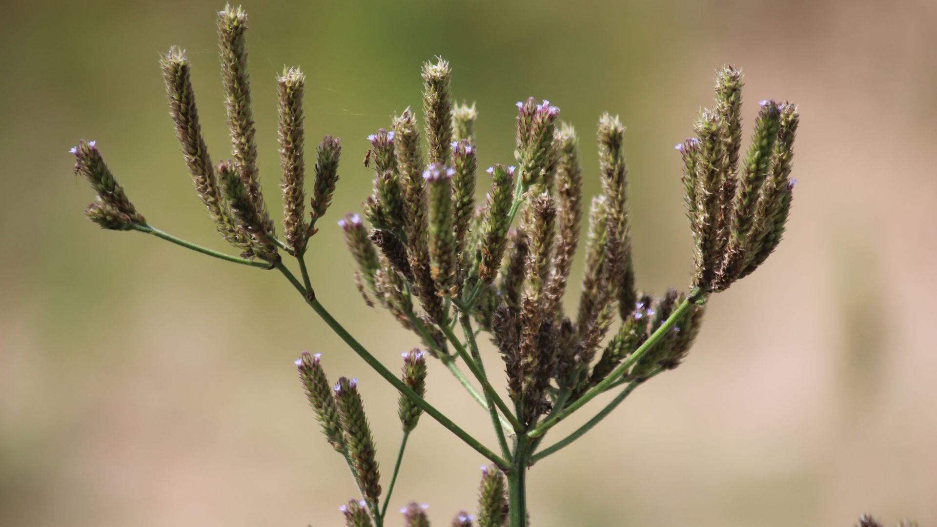 954-Billeder i mails og artikler (1920 × 1080px) (86).jpg