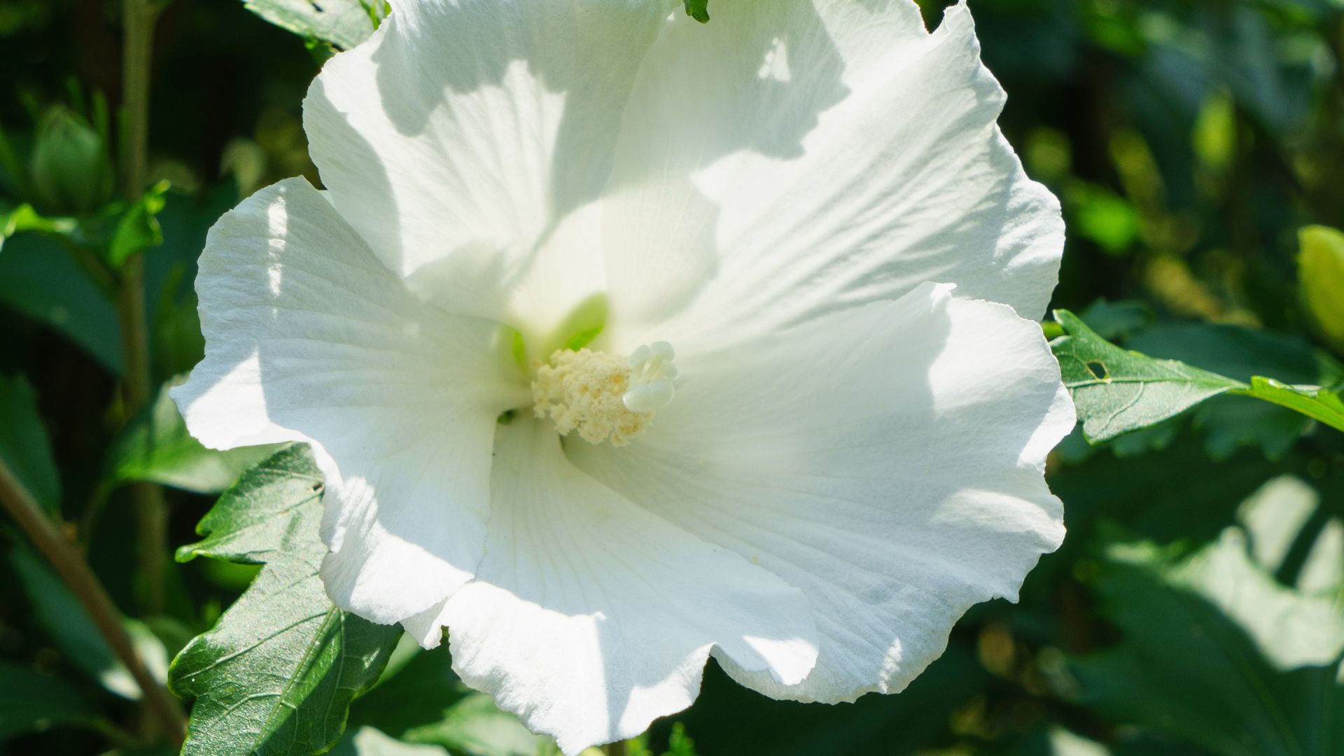 955-Billeder i mails og artikler (1920 × 1080px) - 2023-07-18T114252.266.jpg