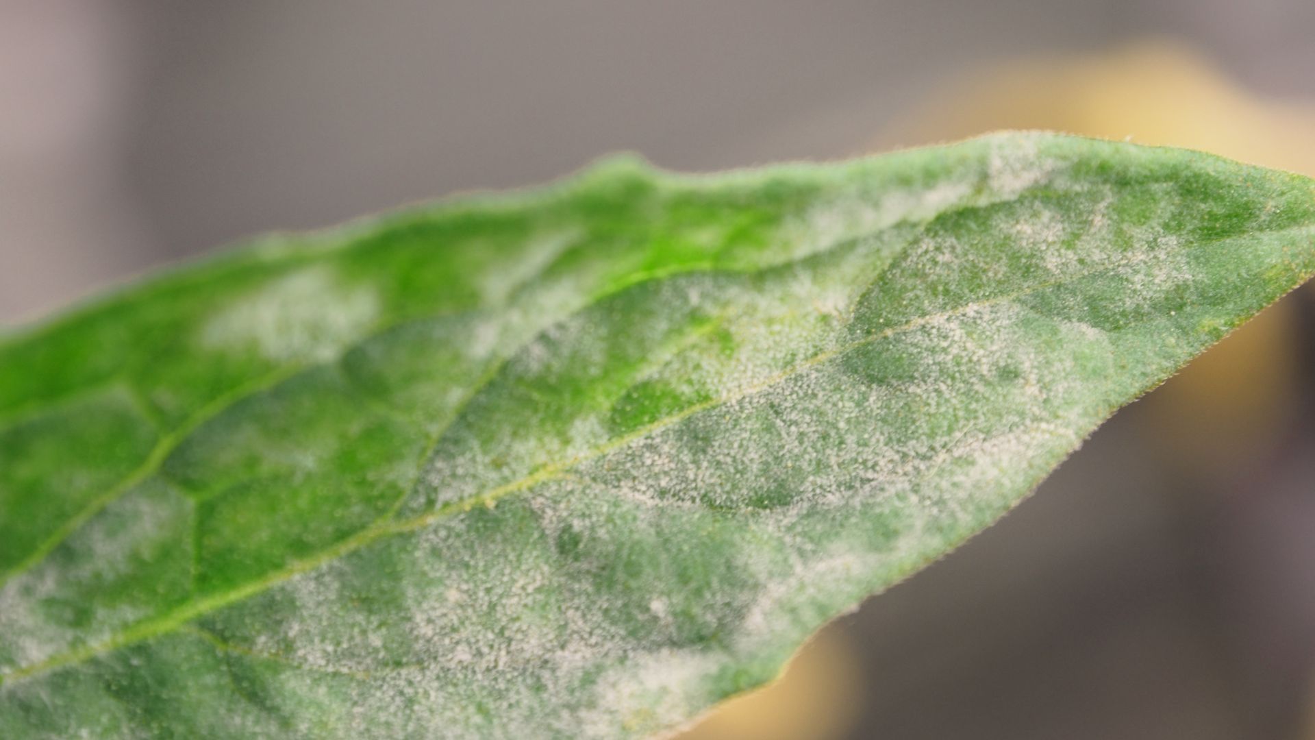 958-Billeder i mails og artikler (1920 × 1080px) (67).jpg