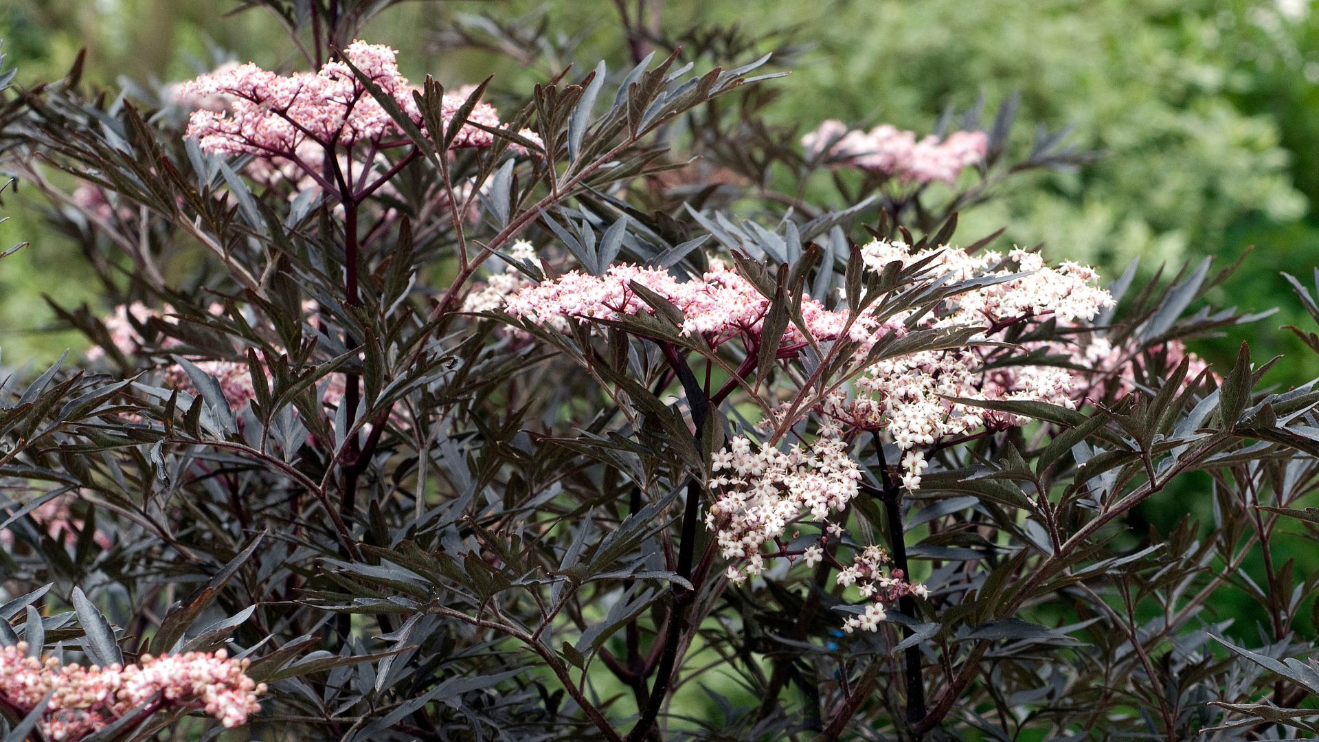 959-Billeder i mails og artikler (1920 × 1080px) (17).jpg