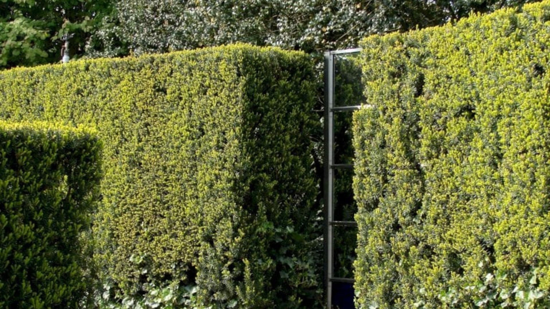 96-Billeder i mails og artikler (1920 × 1080px) - 2024-01-04T131503.480.jpg