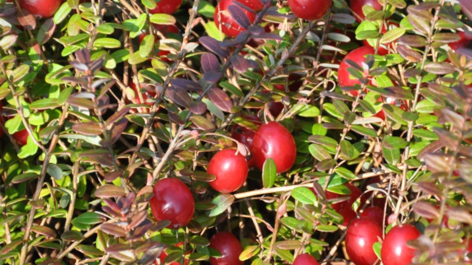 960-Billeder i mails og artikler (1920 × 1080px) - 2023-10-25T081112.771.jpg