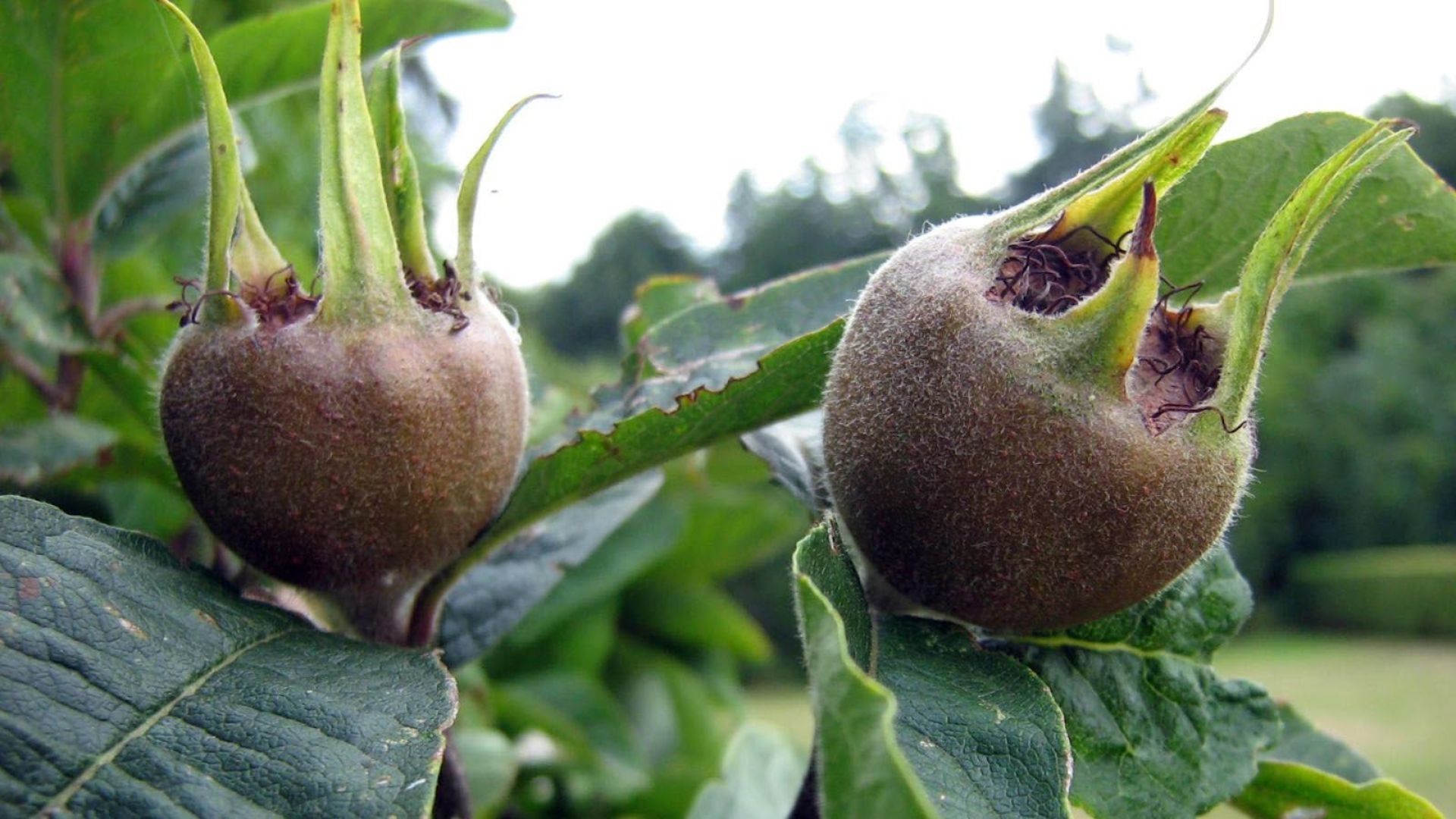 963-Billeder i mails og artikler (1920 × 1080px) (12).jpg