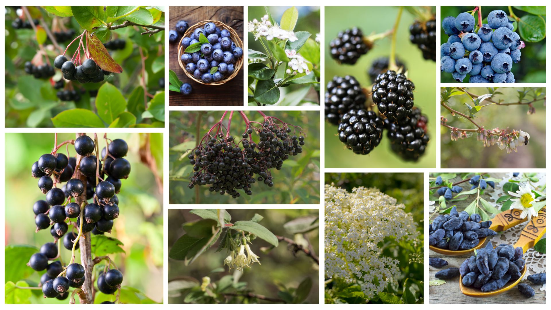 965-Billeder i mails og artikler (1920 × 1080px) - 2024-01-29T122955.710.jpg