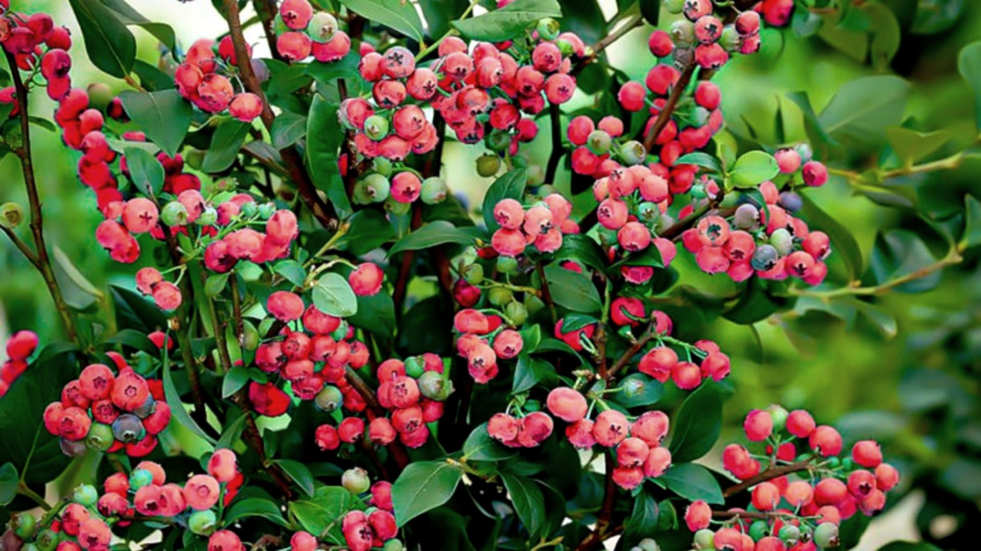 967-Billeder i mails og artikler (1920 × 1080px) (2).jpg