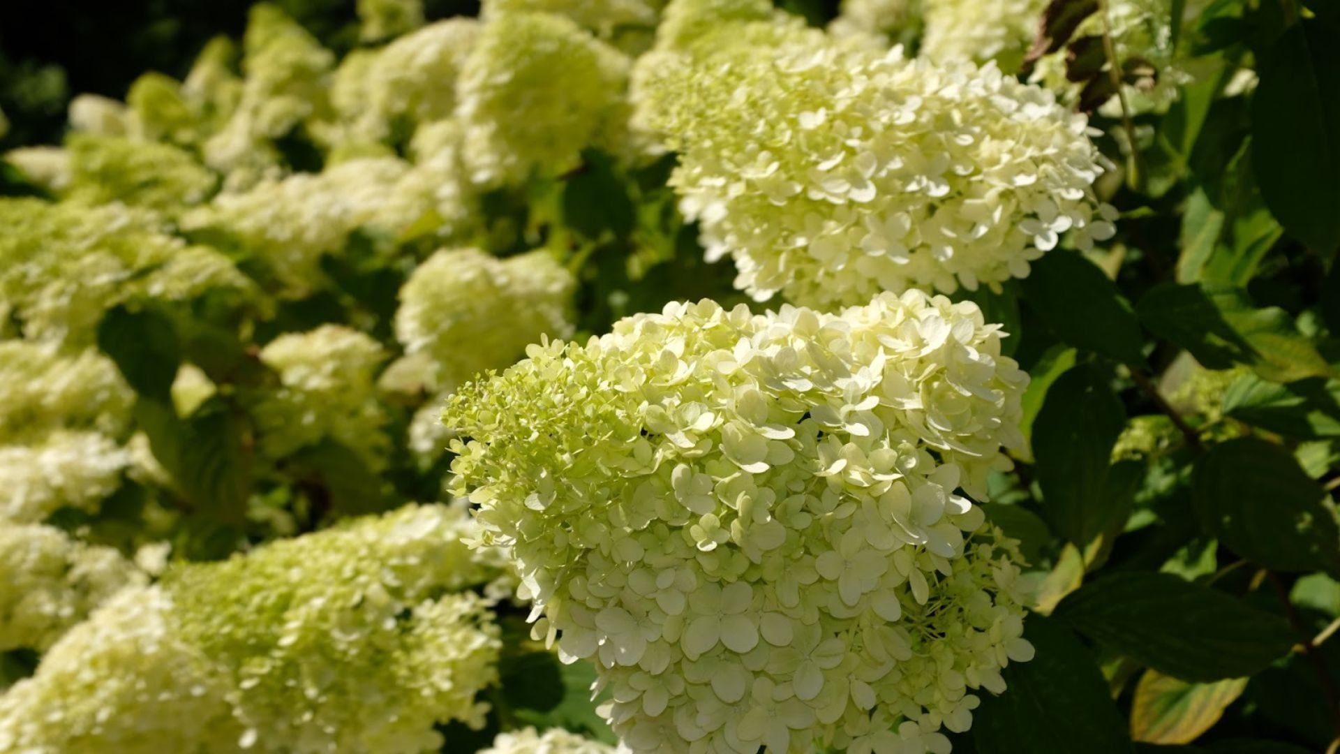 969-Billeder i mails og artikler (1920 × 1080px) (25).jpg