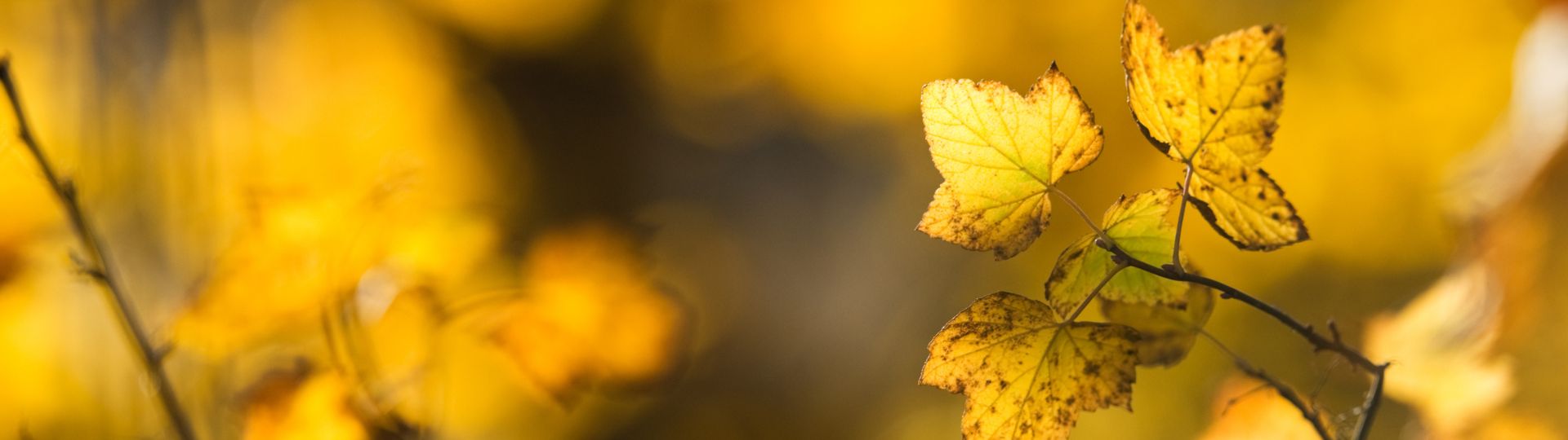 975-til lister (1920 × 540px) (42).jpg