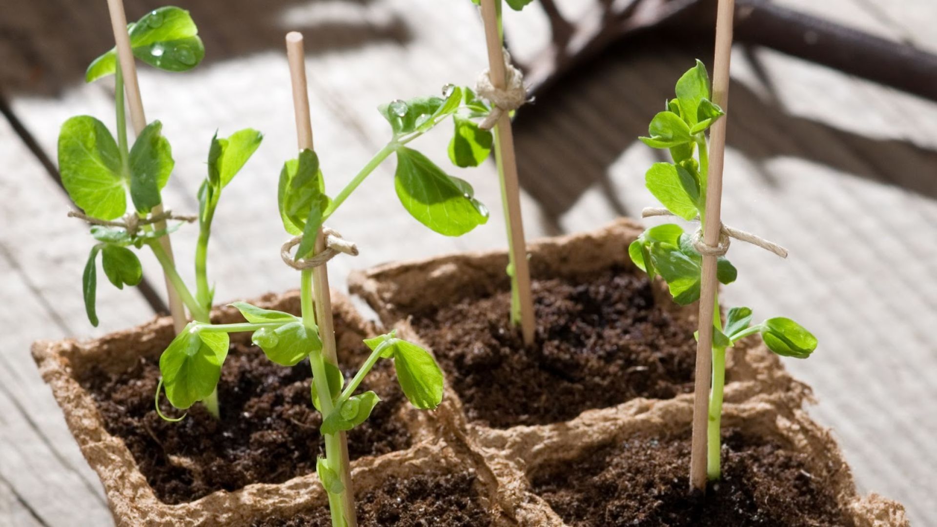 976-Billeder i mails og artikler (1920 × 1080px) - 2023-04-14T154538.900.jpg