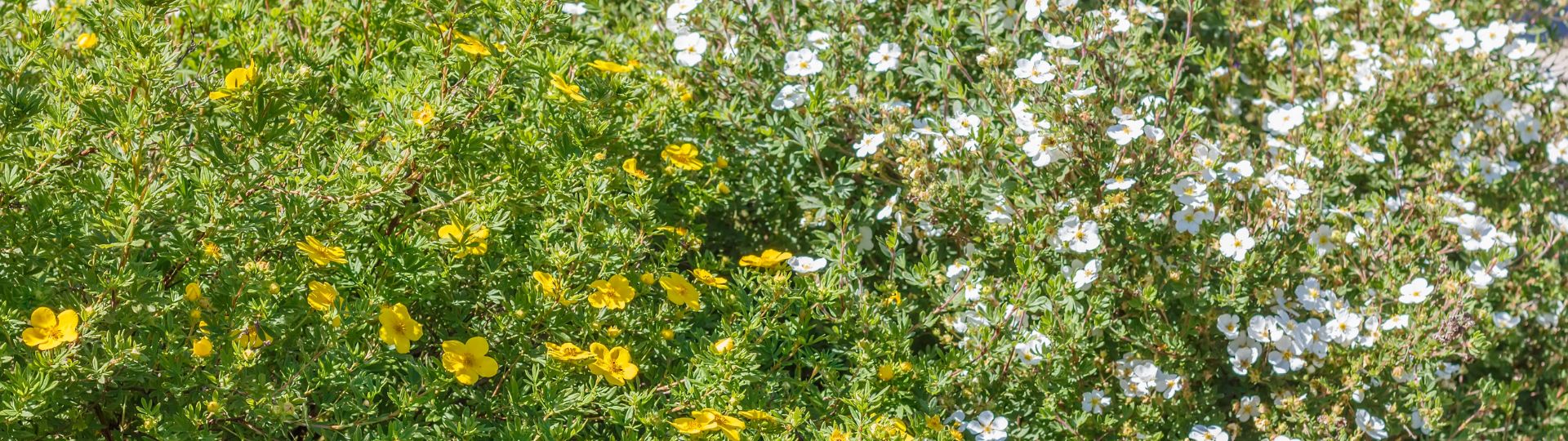 977-56-til lister (1920 × 540px) (14).jpg