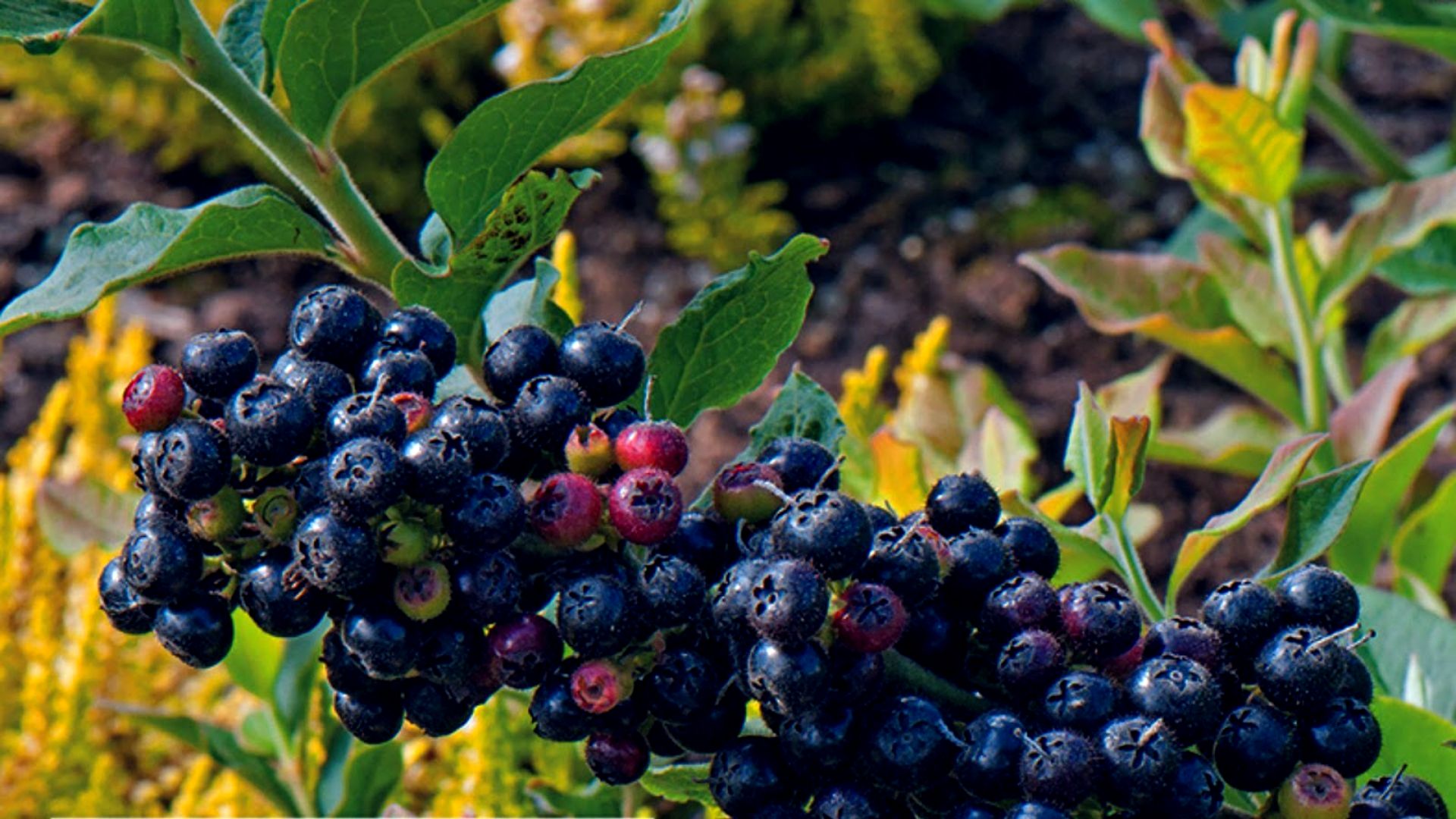 977-Billeder i mails og artikler (1920 × 1080px) (1).jpg