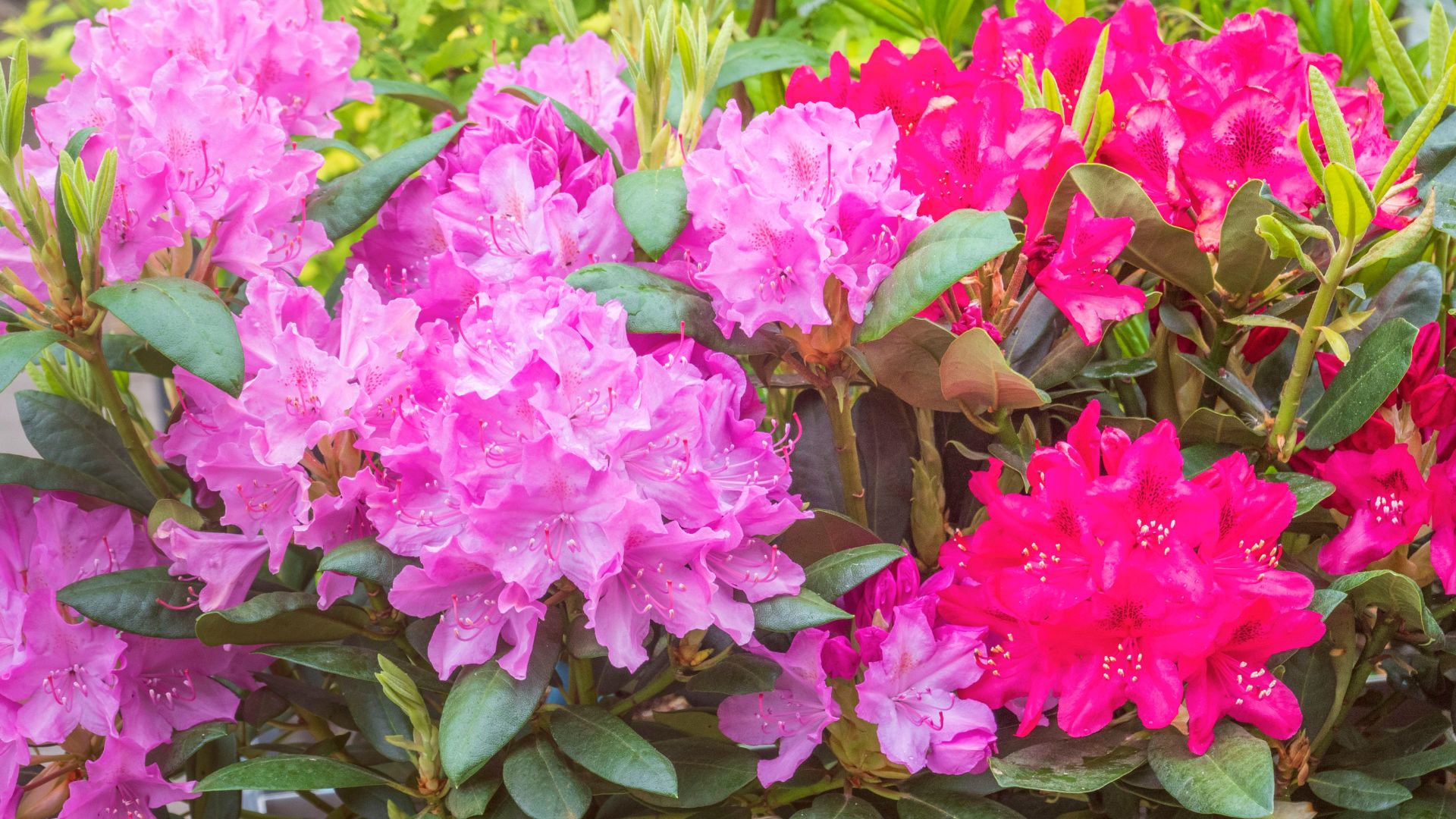 979-Billeder i mails og artikler (1920 × 1080px) - 2024-03-05T141248.913.jpg