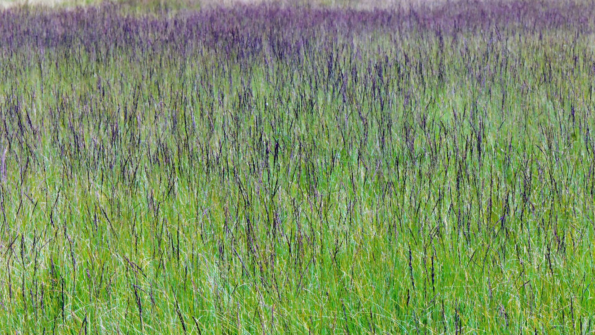 98-Billeder i mails og artikler (1920 × 1080px) (48).jpg