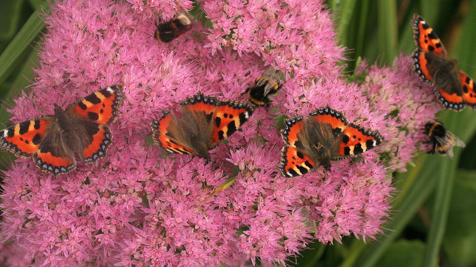 98-Billeder i mails og artikler (1920 × 1080px) (58).jpg