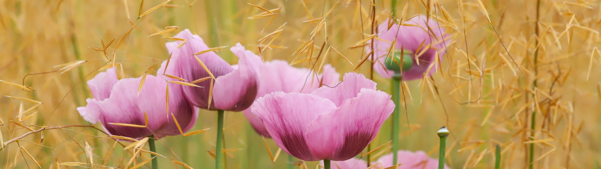 98-til lister (1920 × 540px) - 2024-05-24T105318.684.jpg