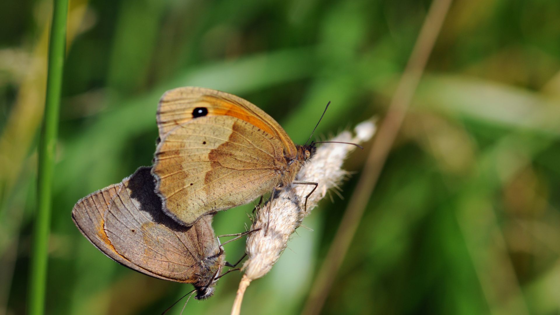 987-Billeder i mails og artikler (1920 × 1080px) (42).jpg