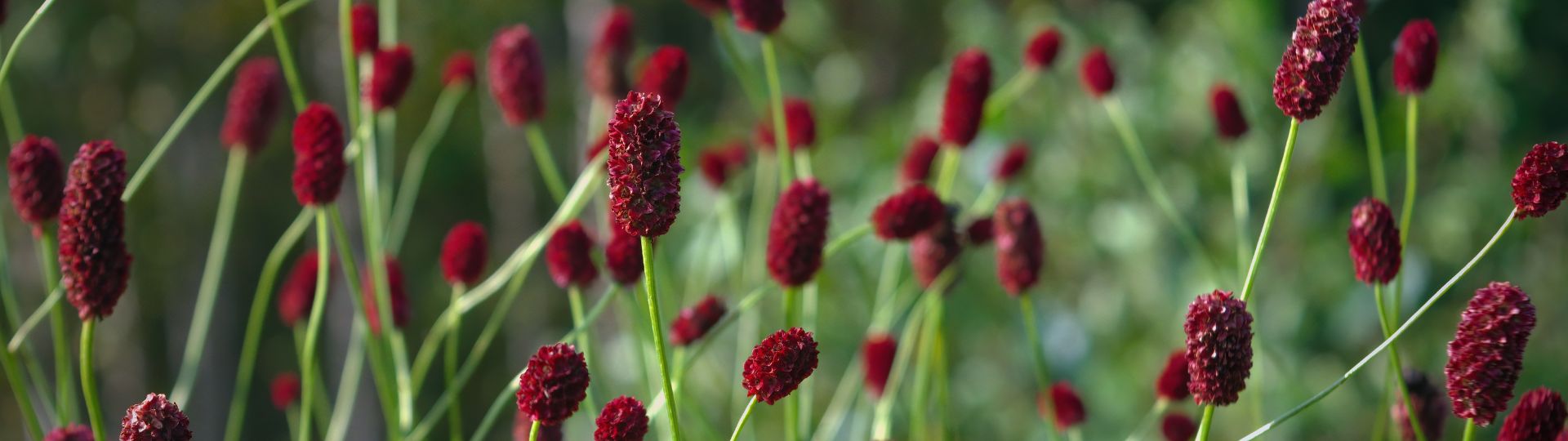 988-til lister (1920 × 540px) - 2024-04-05T134407.632.jpg