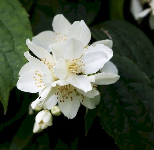 5 prydbuske med hvide blomster