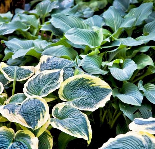 Hold af hosta - planten med de mange kvaliteter!