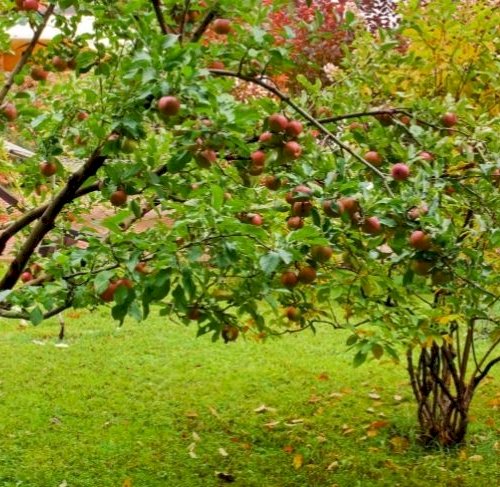 Plantning og pasning af æbletræer