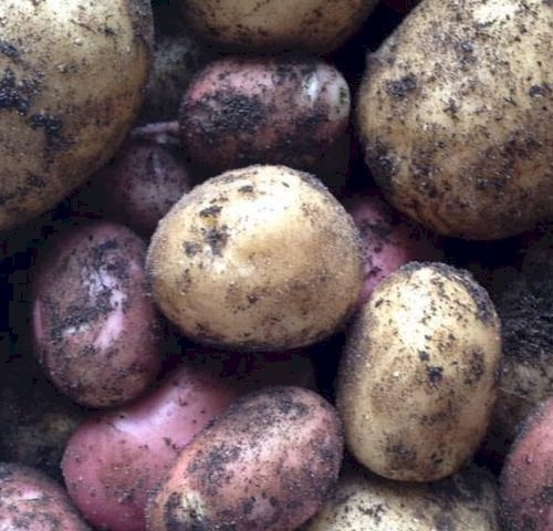 Kartofler - k&oslash;kkenhavens guld