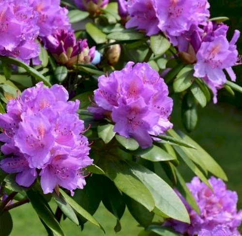 Hvilken rododendron skal du v&aelig;lge til din have?