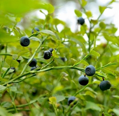 Plantning og pasning af blåbær