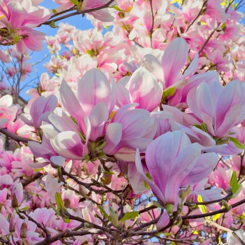 Plantning og pasning af magnolia tr&aelig;