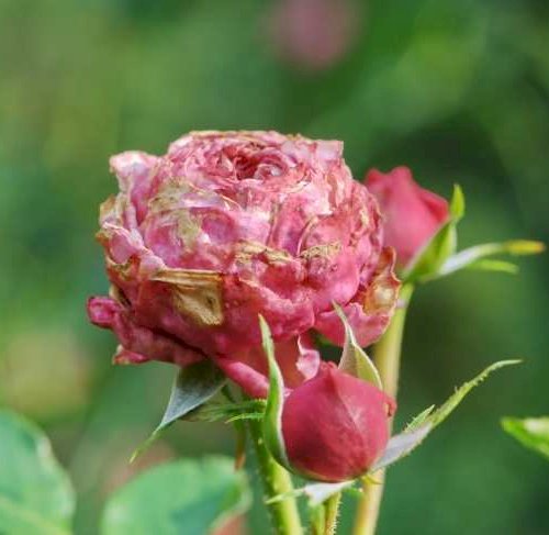 Sådan undgår du, at dine roser får sygdomme