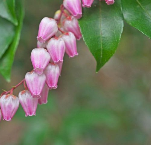 20 spændende surbundsplanter - variation til rhododendronbedet