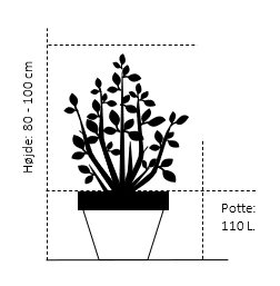 Potte 110 liter 80-100 cm.