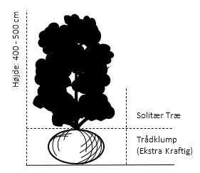 Solitær træ 400-500 cm. Med trådklump